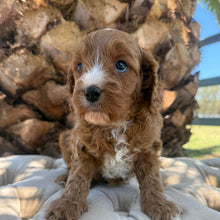 Load image into Gallery viewer, JOHNNIE - Male Mini Cavoodle - Ready 7th March