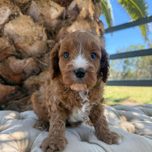 Load image into Gallery viewer, JOHNNIE - Male Mini Cavoodle - Ready 7th March