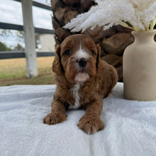 Load image into Gallery viewer, JOHNNIE - Male Mini Cavoodle - Ready 7th March