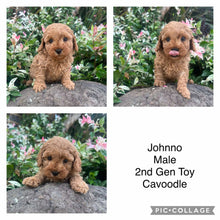 Load image into Gallery viewer, JOHNNO - Male - 2nd Gen Toy Cavoodle - Ready Now