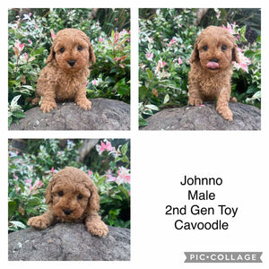 JOHNNO - Male - 2nd Gen Toy Cavoodle - Ready Now