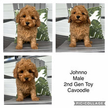 Load image into Gallery viewer, JOHNNO - Male - 2nd Gen Toy Cavoodle - Ready Now