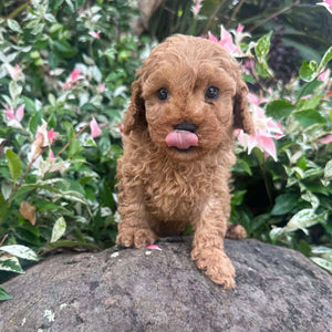 JOHNNO - Male - 2nd Gen Toy Cavoodle - Ready Now