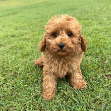 Load image into Gallery viewer, JOHNNO - Male - 2nd Gen Toy Cavoodle - Ready Now