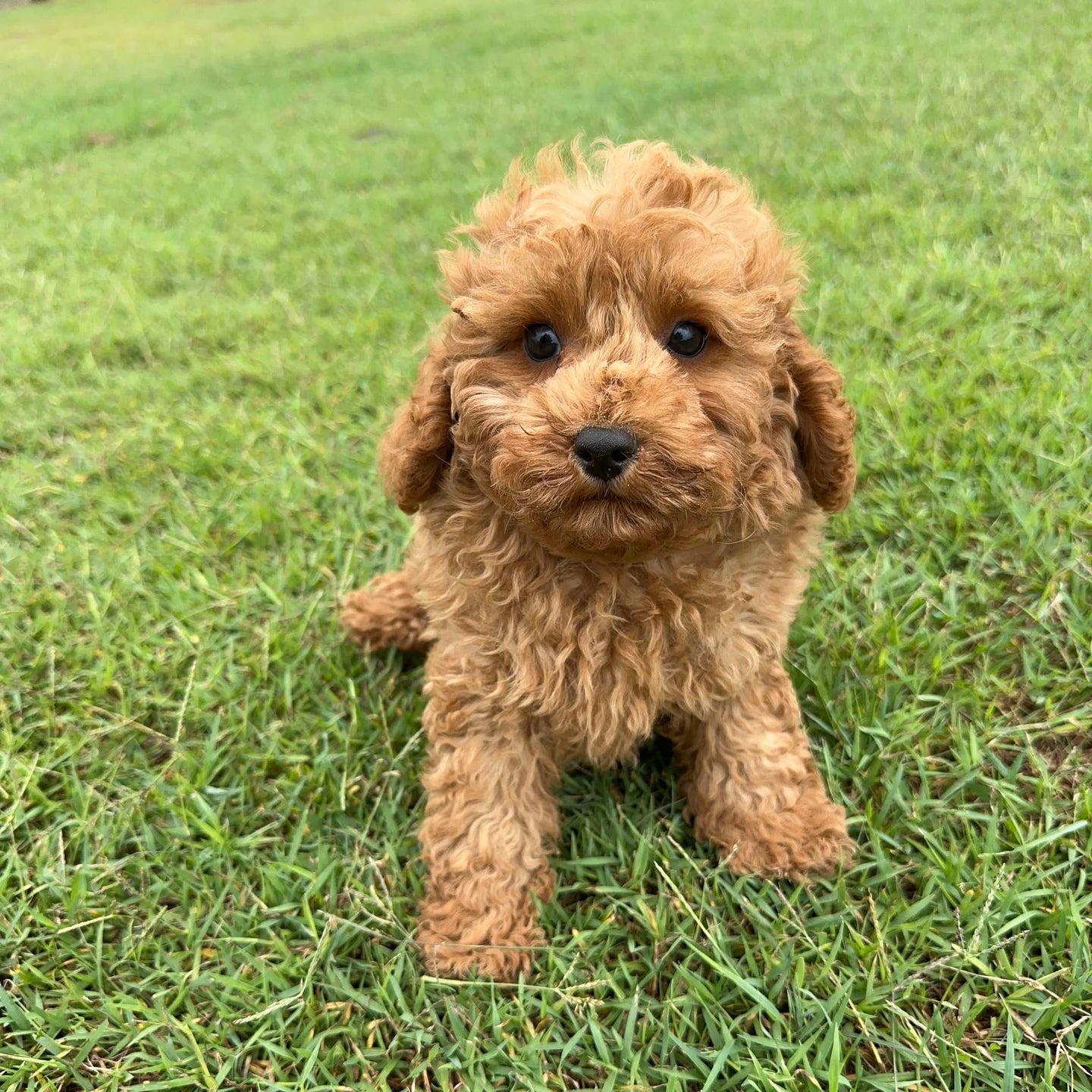 JOHNNO - Male - 2nd Gen Toy Cavoodle - Ready Now