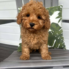 Load image into Gallery viewer, JOHNNO - Male - 2nd Gen Toy Cavoodle - Ready Now