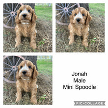 Load image into Gallery viewer, JONAH - Male Mini Spoodle - Ready Now