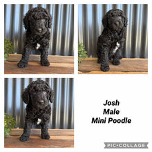Load image into Gallery viewer, JOSH - Male Mini Poodle - Ready 8th Sept