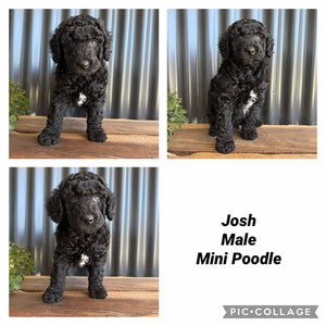 JOSH - Male Mini Poodle - Ready 8th Sept