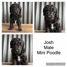Load image into Gallery viewer, JOSH - Male Mini Poodle - Ready 8th Sept