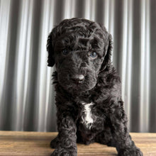 Load image into Gallery viewer, JOSH - Male Mini Poodle - Ready 8th Sept