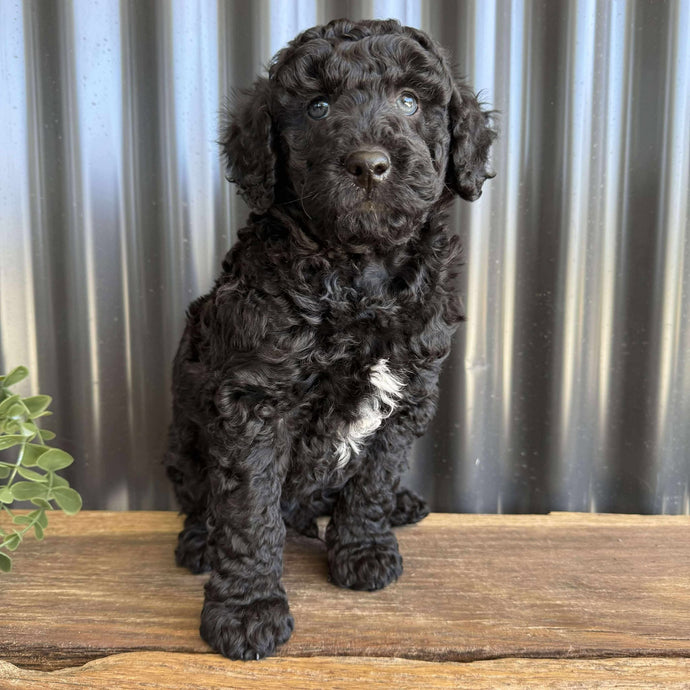 JOSH - Male Mini Poodle - Ready 8th Sept