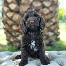 Load image into Gallery viewer, JOSIE - Female Mini Spoodle - Ready 12th March
