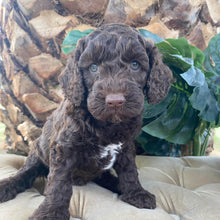 Load image into Gallery viewer, JOSIE - Female Mini Spoodle - Ready 12th March