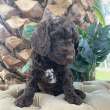 Load image into Gallery viewer, JOSIE - Female Mini Spoodle - Ready 12th March