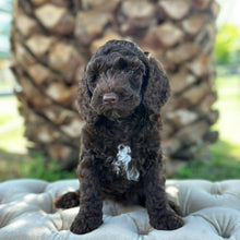 Load image into Gallery viewer, JOSIE - Female Mini Spoodle - Ready 12th March