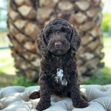 Load image into Gallery viewer, JOSIE - Female Mini Spoodle - Ready 12th March