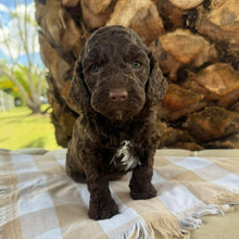 Load image into Gallery viewer, JOSIE - Female Mini Spoodle - Ready 12th March