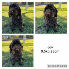 Load image into Gallery viewer, JEWEL - Female Mini Spoodle - Ready 12th March