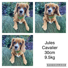 Load image into Gallery viewer, JUNIPER - Female Toy/Mini Cavoodle - Ready 25th Aug