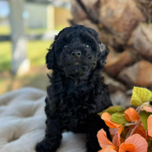 Load image into Gallery viewer, JULIA - Female Poodle - Ready this weekend