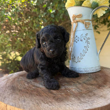 Load image into Gallery viewer, JULIA - Female Poodle - Ready this weekend