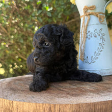 Load image into Gallery viewer, JULIA - Female Poodle - Ready this weekend