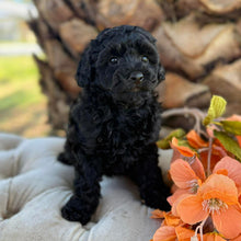 Load image into Gallery viewer, JULIA - Female Poodle - Ready this weekend