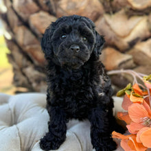 Load image into Gallery viewer, JULIA - Female Poodle - Ready this weekend