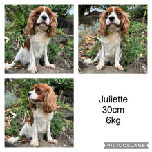 Load image into Gallery viewer, JAMMY - Female Mini Cavoodle - Ready 7th March
