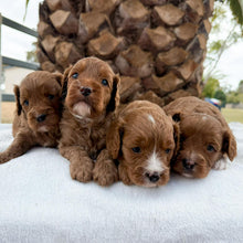 Load image into Gallery viewer, JAMMY - Female Mini Cavoodle - Ready 7th March