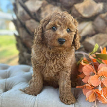 Load image into Gallery viewer, JUNIOR -  Male Poodle - Ready this weekend
