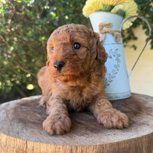 Load image into Gallery viewer, JUNIOR -  Male Poodle - Ready this weekend