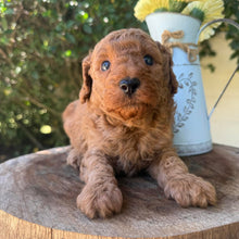 Load image into Gallery viewer, JUNIOR -  Male Poodle - Ready this weekend