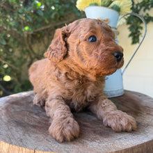 Load image into Gallery viewer, JUNIOR -  Male Poodle - Ready this weekend
