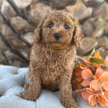 Load image into Gallery viewer, JUNIOR -  Male Poodle - Ready this weekend