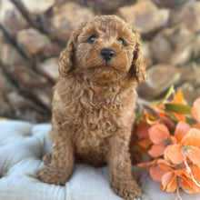 Load image into Gallery viewer, JUNIOR -  Male Poodle - Ready this weekend