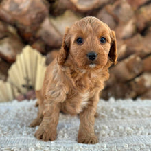 Load image into Gallery viewer, JUNIPER - Female Toy/Mini Cavoodle - Ready 25th Aug