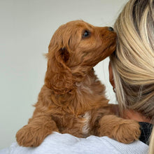 Load image into Gallery viewer, JUNO - Male Toy/Mini Cavoodle - Ready Now