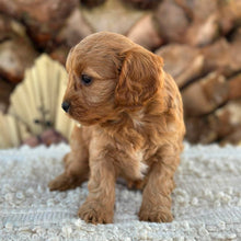Load image into Gallery viewer, JUNIPER - Female Toy/Mini Cavoodle - Ready 25th Aug
