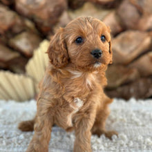 Load image into Gallery viewer, JUNIPER - Female Toy/Mini Cavoodle - Ready 25th Aug