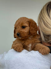 Load image into Gallery viewer, JUNO - Male Toy/Mini Cavoodle - Ready Now