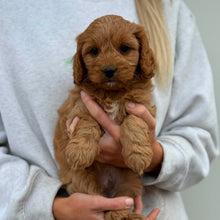 Load image into Gallery viewer, JUNO - Male Toy/Mini Cavoodle - Ready Now