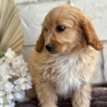 Load image into Gallery viewer, .💙 JUNO - Male Toy/Mini Cavoodle -Ready for Home NOW