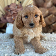 Load image into Gallery viewer, JUNO - Male Toy/Mini Cavoodle - Ready 25th Aug
