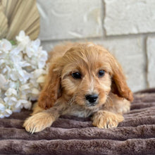 Load image into Gallery viewer, .💙 JUNO - Male Toy/Mini Cavoodle -Ready for Home NOW