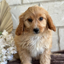 Load image into Gallery viewer, .💙 JUNO - Male Toy/Mini Cavoodle -Ready for Home NOW