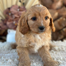Load image into Gallery viewer, JUNO - Male Toy/Mini Cavoodle - Ready 25th Aug