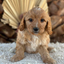 Load image into Gallery viewer, JUNO - Male Toy/Mini Cavoodle - Ready 25th Aug