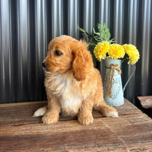 Load image into Gallery viewer, JUNO - Male Toy/Mini Cavoodle - Ready Now